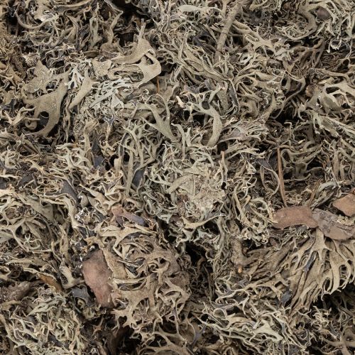 Dekoratyvinės samanos, pilkos samanos rankdarbiams, 500g | Floristik24.lt