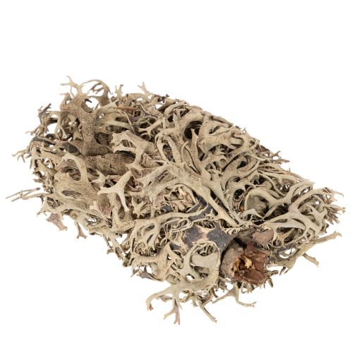Dekoratyvinės samanos, pilkos samanos rankdarbiams, 500g | Floristik24.lt