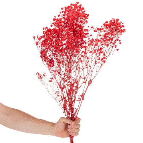 Džiovintų gipso (Gypsophila) kekė 75 cm 100 g | Floristik24.lt