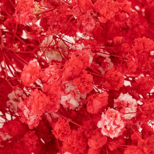 Džiovintų gipso (Gypsophila) kekė 75 cm 100 g | Floristik24.lt