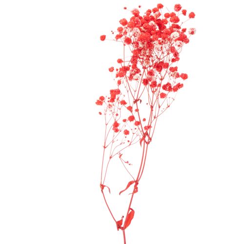 Džiovintų gipso (Gypsophila) kekė 75 cm 100 g | Floristik24.lt