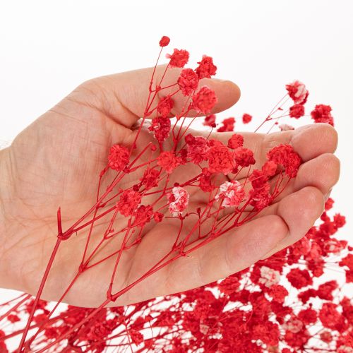 Džiovintų gipso (Gypsophila) kekė 75 cm 100 g | Floristik24.lt