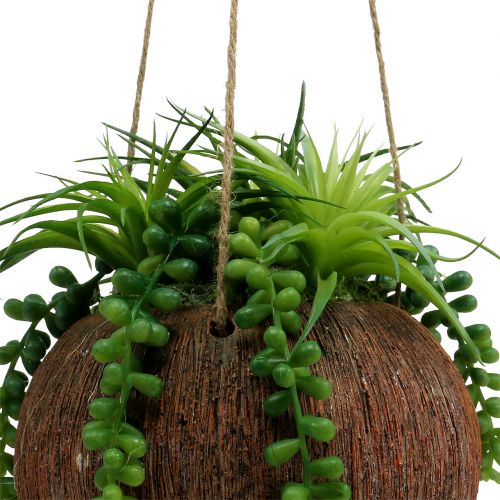 Floristik24 Kabantys sukulentai vazone L60cm Ø16cm