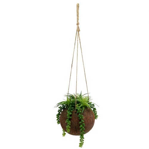 Floristik24 Kabantys sukulentai vazone L60cm Ø16cm