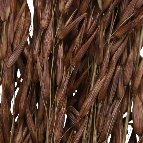 daiktų Avižų sausa dekoracija sausa žolė ruda L64cm 70-75g 2vnt