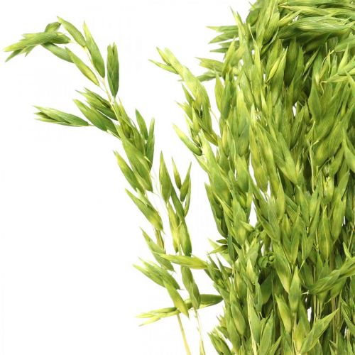Floristik24 Džiovintų avižų žalių grūdų kaimiškas sausas dekoravimas 70 cm ryšulėlis po 100 g