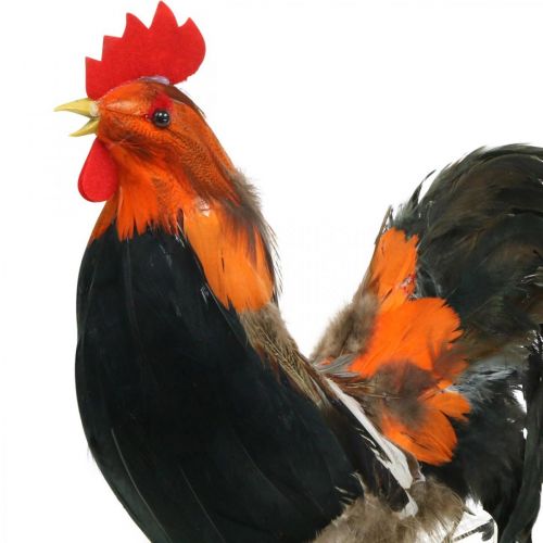 Floristik24 Dekoratyvinis gaidys su plunksnomis dekoratyvinė figūrėlė Velykinė vitrinos puošmena H30cm