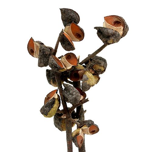 Floristik24 Hakea medium natural 5-9 galvutės šakoje 20 vnt