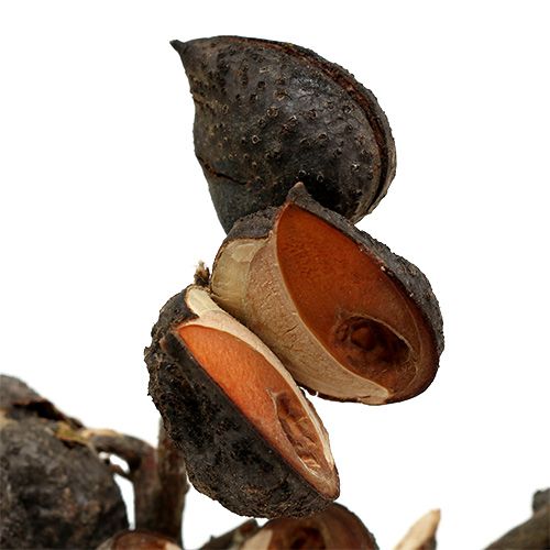 daiktų Hakea medium natural 5-9 galvutės šakoje 20 vnt