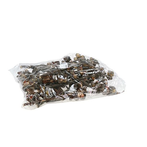 daiktų Hakea medium natural 5-9 galvutės šakoje 20 vnt
