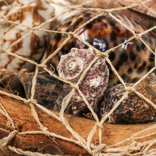 daiktų Pusės kokoso kevalo puošmena lukštai sraigių kiautų dekoracija 18-19cm 3 vnt