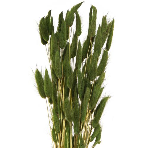 daiktų Kiškio uodegos žolė Lagurus Džiovinta žalia 50-60cm 50g