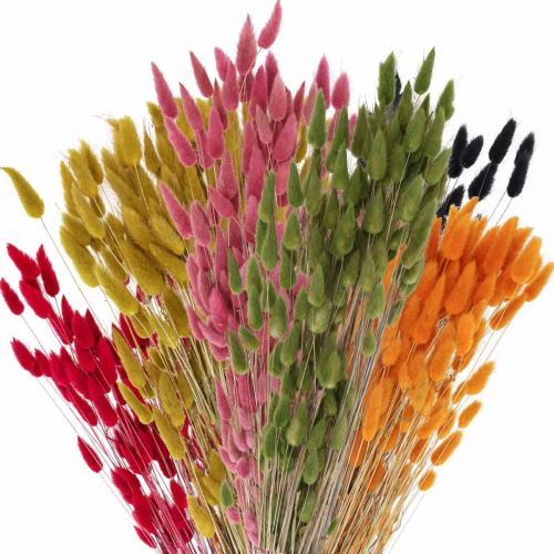 daiktų Kiškio uodegos žolė Lagurus džiovinta spalvota 60cm 50g