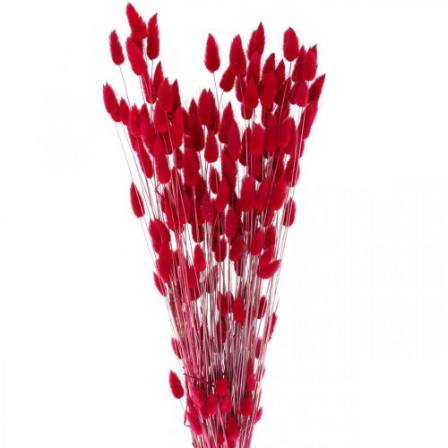 Floristik24 Triušio uodegos žolė Lagurus džiovinta raudona 60cm 50g