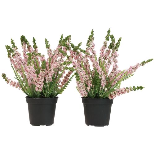 Floristik24 Erika viržių šluotos viržiai rožinės spalvos vazonėlyje H17cm 2 rinkinys