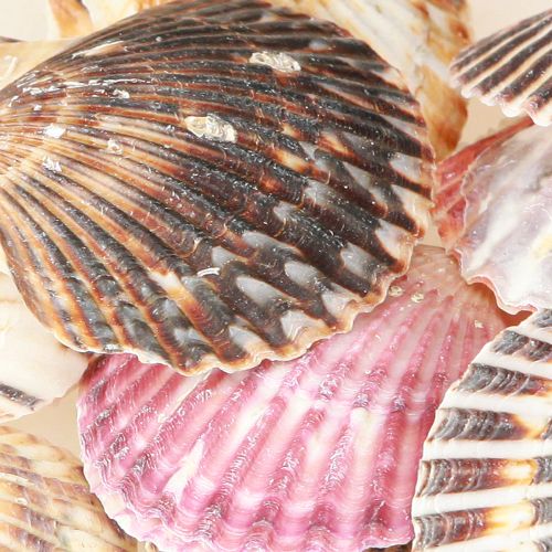 daiktų Tuščios kriauklės natūralaus lukšto dekoracijoje 3cm–5cm 300g