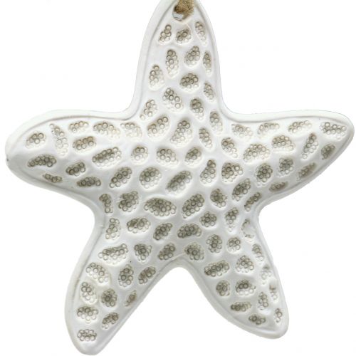 Floristik24 Deco kabykla jūrų žvaigždė, jūrų arkliukas 12cm 3vnt