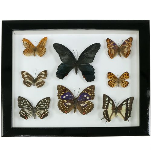 Floristik24 Vitrinos drugelis 28cm x 25cm