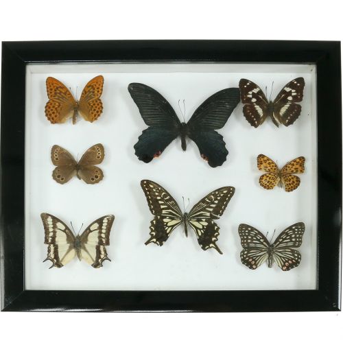 Floristik24 Vitrinos drugelis 28cm x 25cm