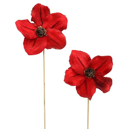 Floristik24 Medinė gėlė kaip kamštis raudona Ø9cm - 12cm L45cm 15 vnt