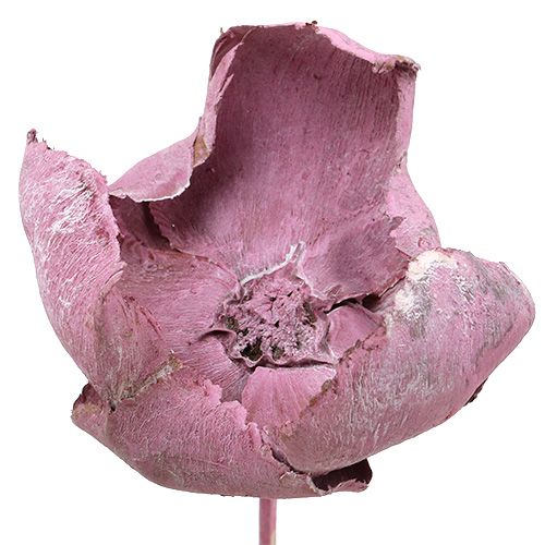 Floristik24 Medinė gėlė, palmių puodelis mix pink-erika 25 vnt