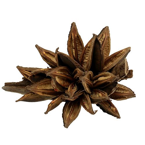 Floristik24 Medinė apdaila Penca Sororoca Natural 1 vnt