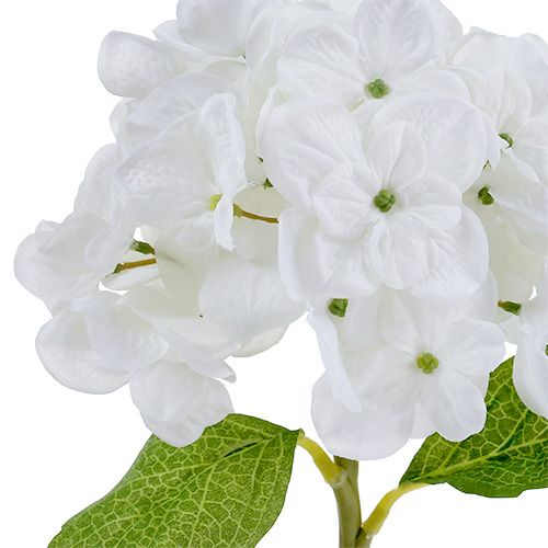 daiktų Hortenzija 35 cm balta