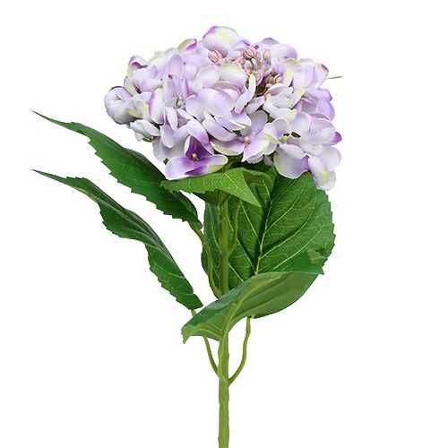 Hortenzija violetinė-balta 60cm