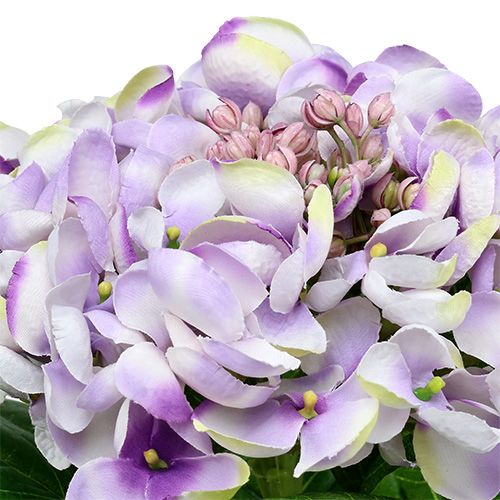 Floristik24 Hortenzija violetinė-balta 60cm