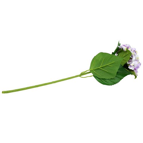 Floristik24 Hortenzija violetinė-balta 60cm
