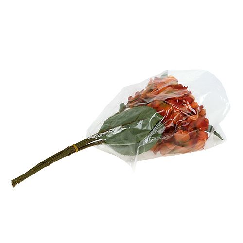 Floristik24 Apelsinų hortenzija 30cm 3vnt