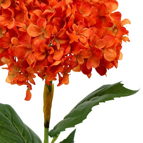 Floristik24 Hortenzija oranžinė 80cm 1vnt