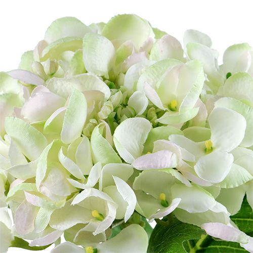 Hortenzija balta-žalia 60cm | Floristik24.lt
