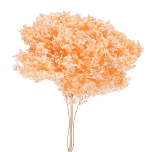 Džiovintų hortenzijų puokštė elegantiškoms namų dekoracijoms, 65 cm