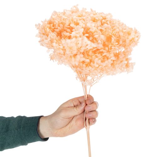 daiktų Džiovintų hortenzijų puokštė elegantiškoms namų dekoracijoms, 65 cm