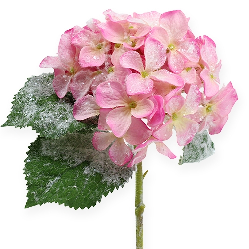 Floristik24 Rožinė hortenzija su sniego efektu 25cm