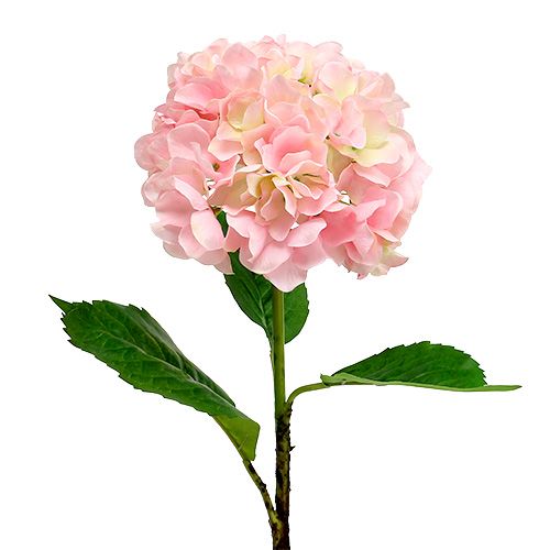 Floristik24 Rožinė hortenzija L 70 cm