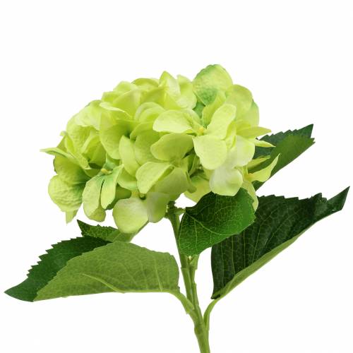 Floristik24 Hortenzija žalia 54cm