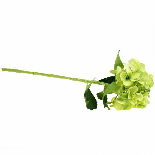 Floristik24 Hortenzija žalia 54cm
