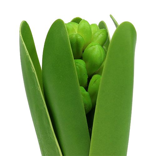 Floristik24 Žalias hiacintas 15cm su svogūnu 3vnt
