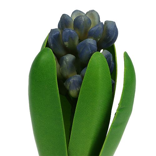 Floristik24 Hiacintas su svogūnais mėlyna 15cm 3vnt