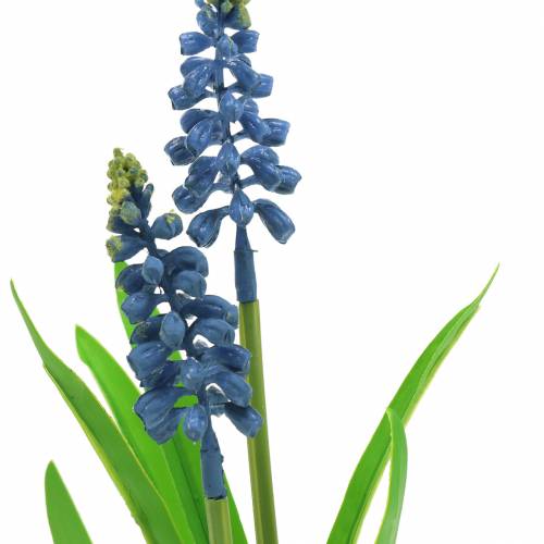Floristik24 Vynuogių hiacintas beržo vazonėlyje mėlynas 24cm