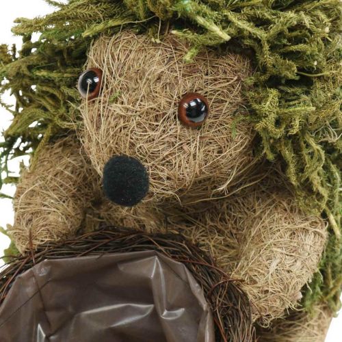 Floristik24 Ežiukas su krepšeliu žalia, rudens puošmena sodinimui, dekoratyvinis augalų krepšelis H24cm Ø9,5cm