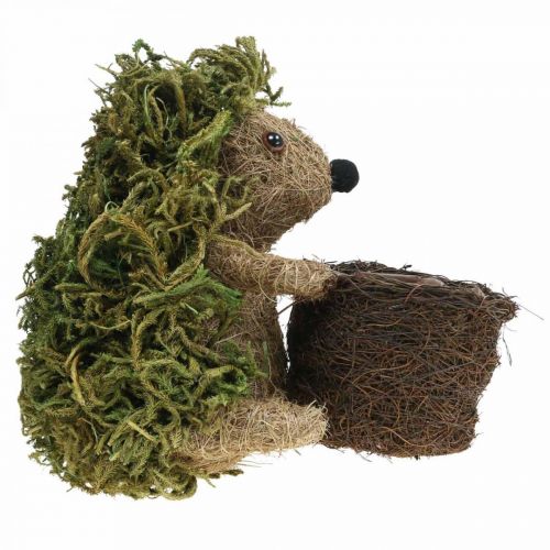 Floristik24 Ežiukas su krepšeliu žalia, rudens puošmena sodinimui, dekoratyvinis augalų krepšelis H24cm Ø9,5cm