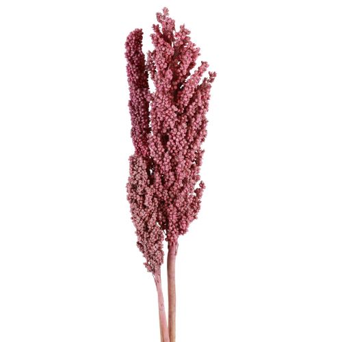 Floristik24 Indijos kukurūzų džiovintos gėlės Indian Corn Pink 75cm 3 vnt