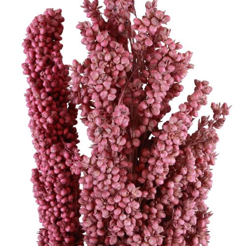 Floristik24 Indijos kukurūzų džiovintos gėlės Indian Corn Pink 75cm 3 vnt