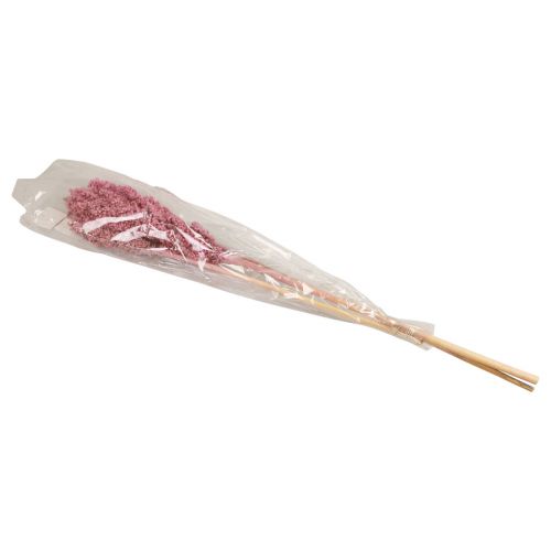 Floristik24 Indijos kukurūzų džiovintos gėlės Indian Corn Pink 75cm 3 vnt