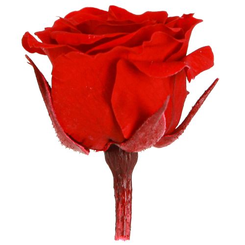daiktų „Infinity Roses“ tikros gėlės, mini rožių galvutės, raudonos, Ø3cm, 16 vnt.