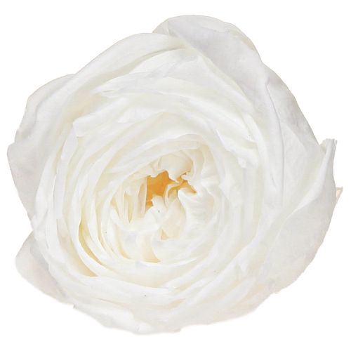 „Infinity Roses“ tikrų konservuotų rožių galvučių, baltų, Ø6 cm, 6 vnt.