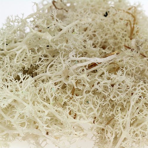 daiktų Samanos Islandijos samanos balintos 400g
